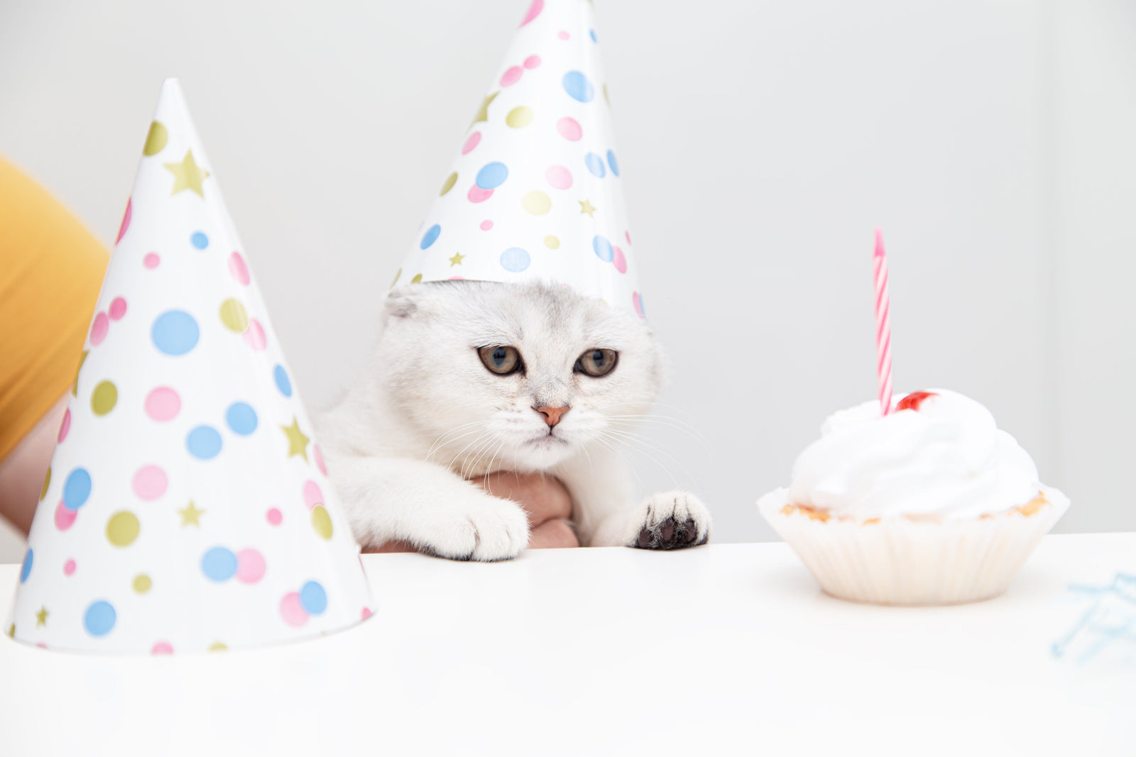 Birthday Gifts for Cat Mums UK: Personalised Ideas From Her Favourite Cat