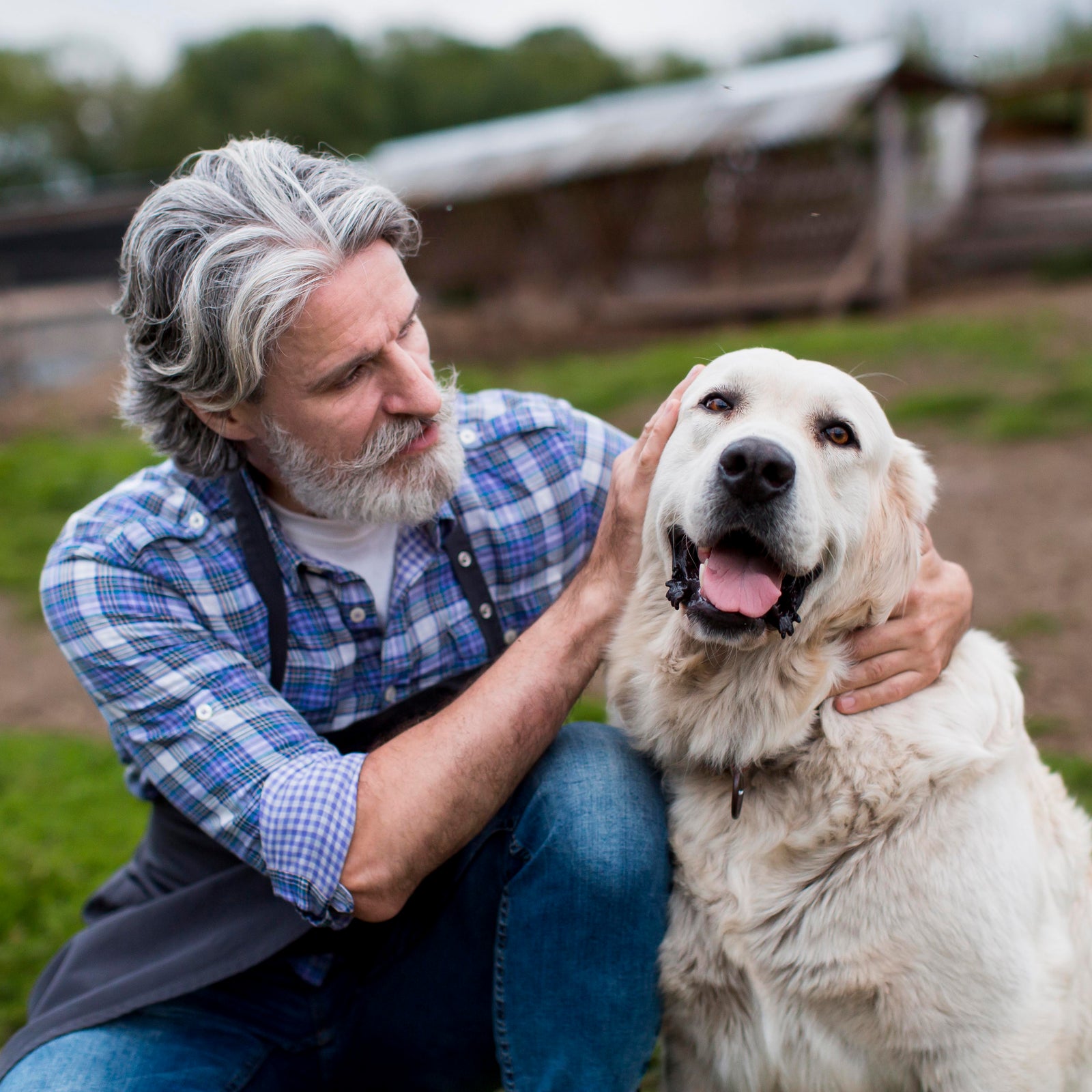 Memorial Pet Portrait From Different Life Stages: Which Photo Should Lead?