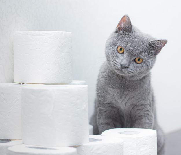 Should You Toilet Train Your Cat?