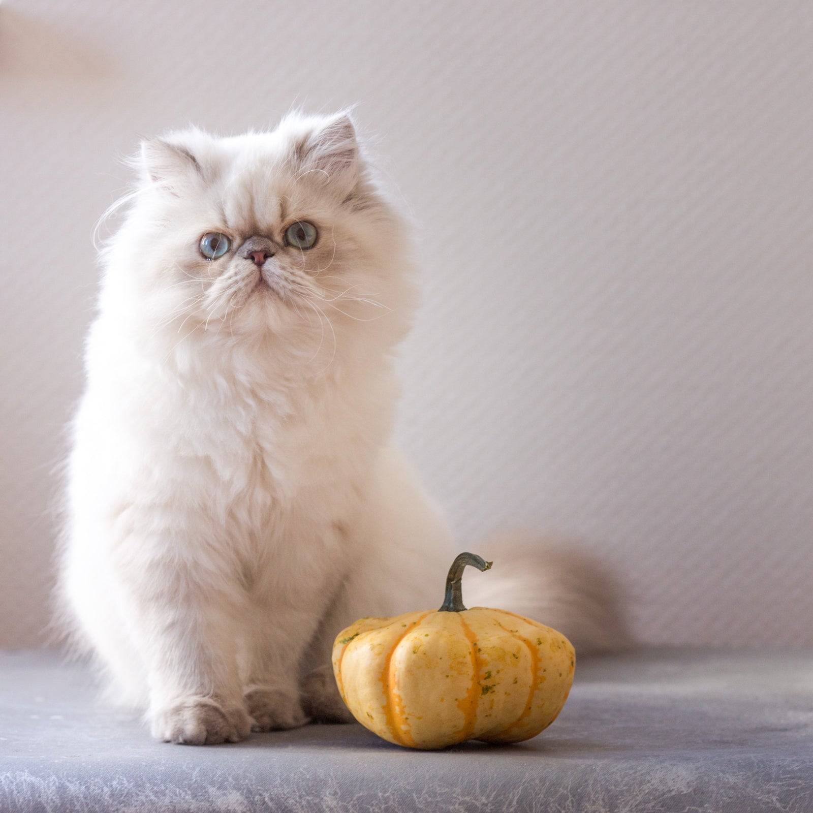 Thanksgiving Gifts for Cat Lovers: Personalised Ideas That Feel Thoughtful