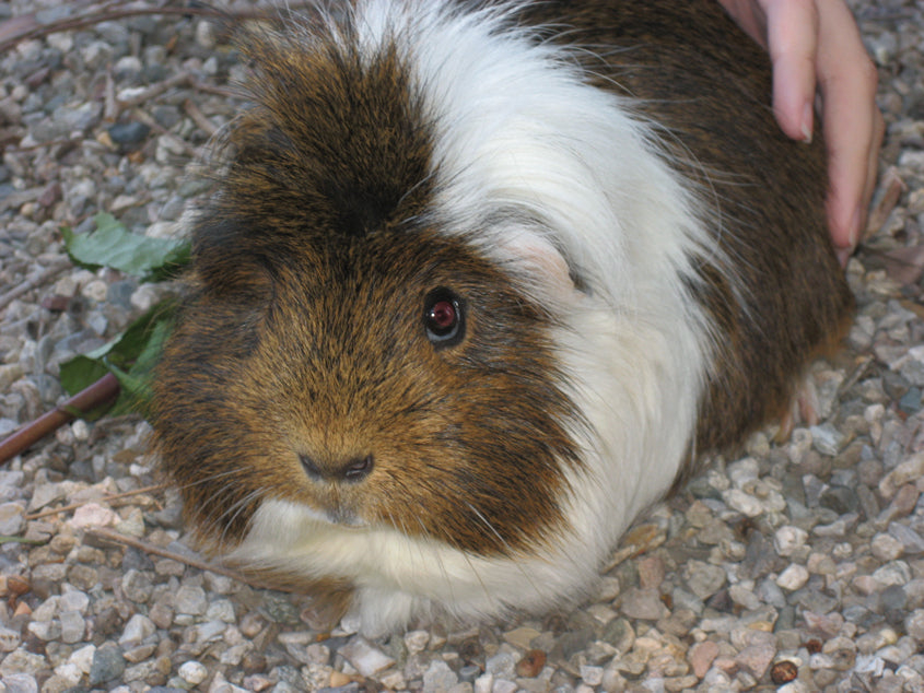 How to Photograph a Hamster, Guinea Pig or Small Pet for a Portrait