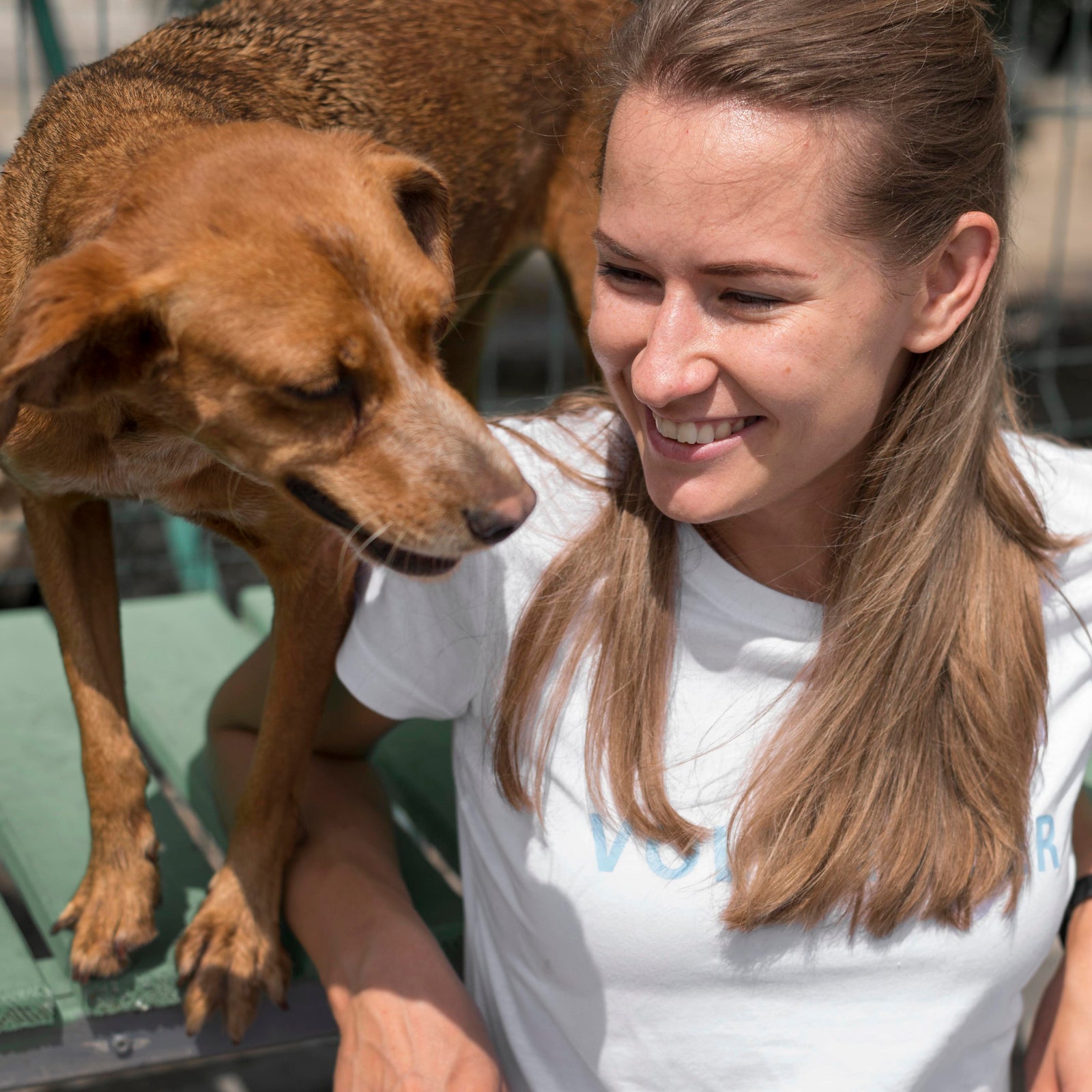 Rescue Dog Memorial Portrait: How to Choose a Photo That Tells Their Story