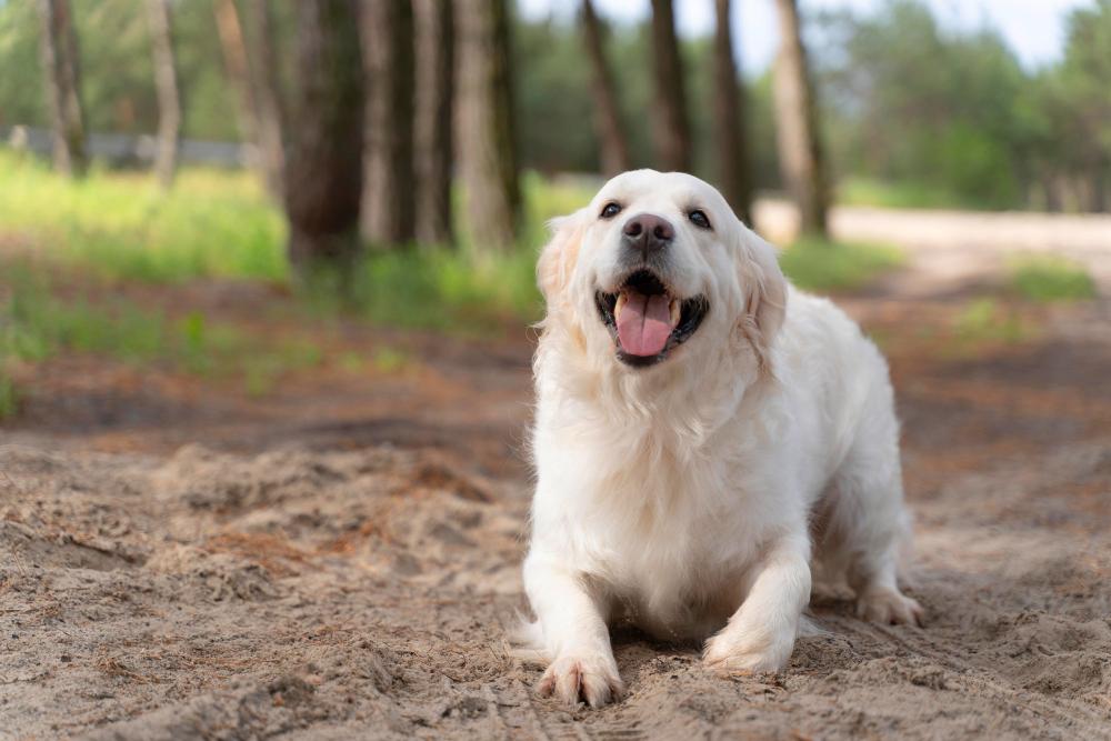 The 10 Best Dog-friendly UK Holidays