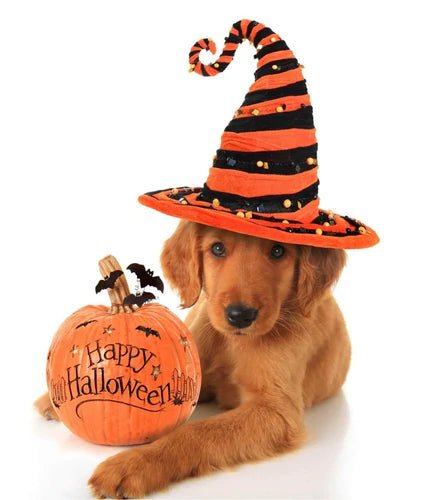The 5 Most Popular Halloween Costumes for Pet Portraits This Year