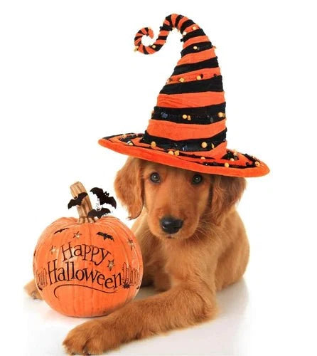 Halloween Pet Portrait Ideas: 5 Spooky Styles for Dogs and Cats
