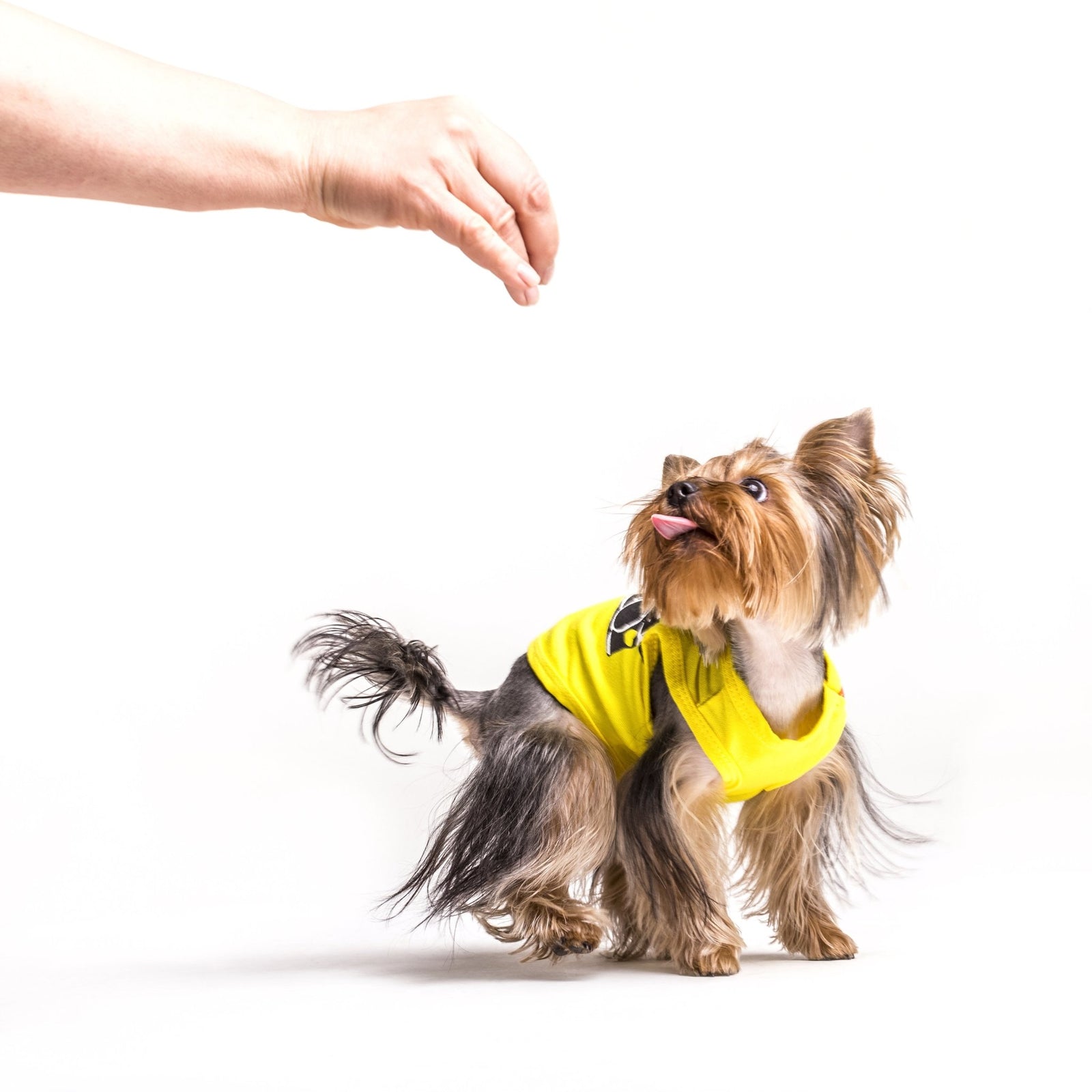 The 8 Best Healthy Dog Treats of 2020