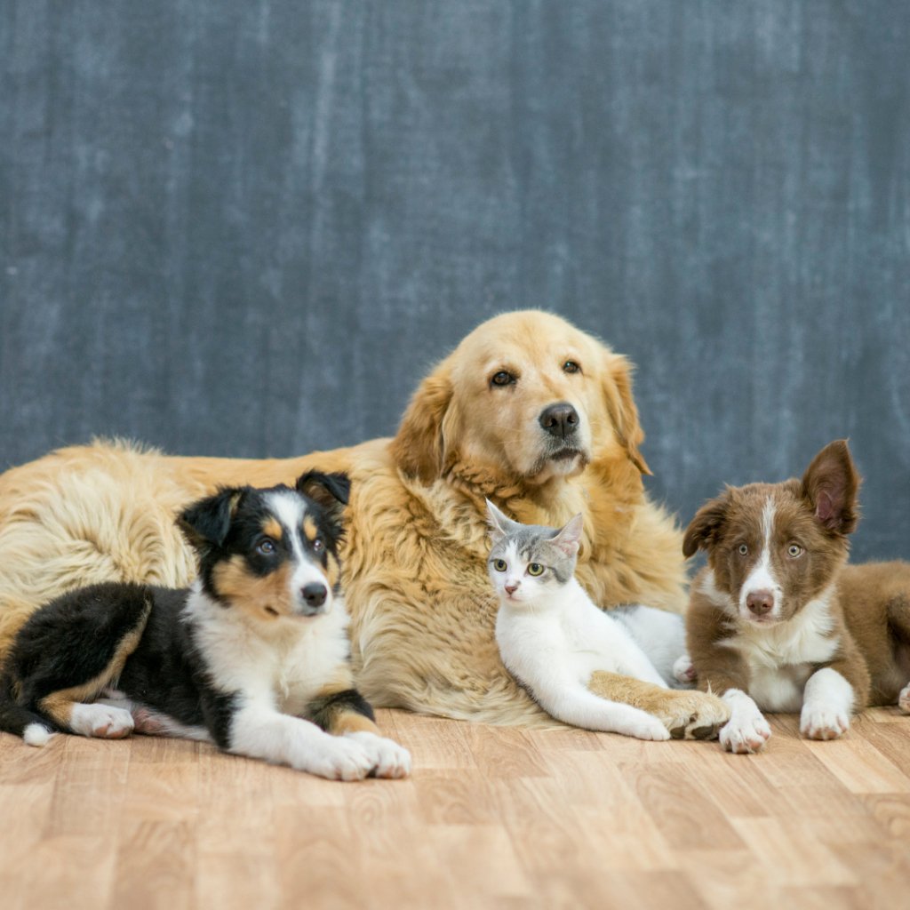 The Art of Bonding with Your Dog Through Gentle Touch