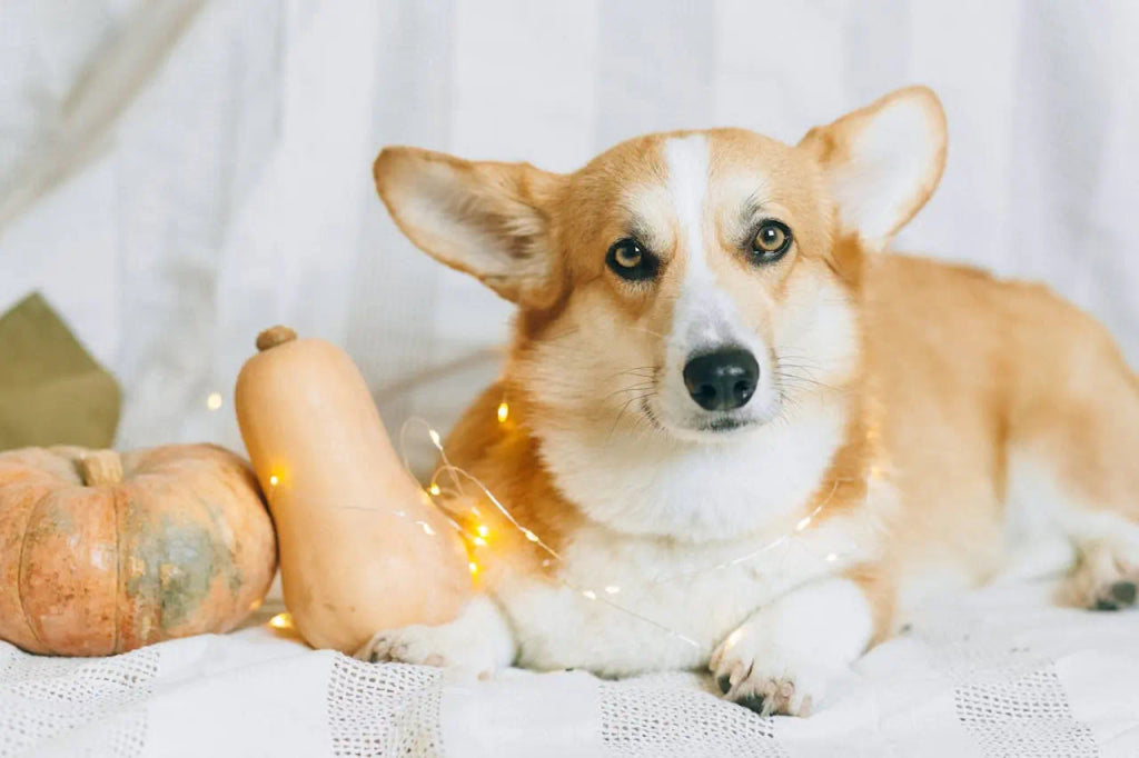 The Art of Capturing Your Pet’s Playful Side in a Halloween Artwork