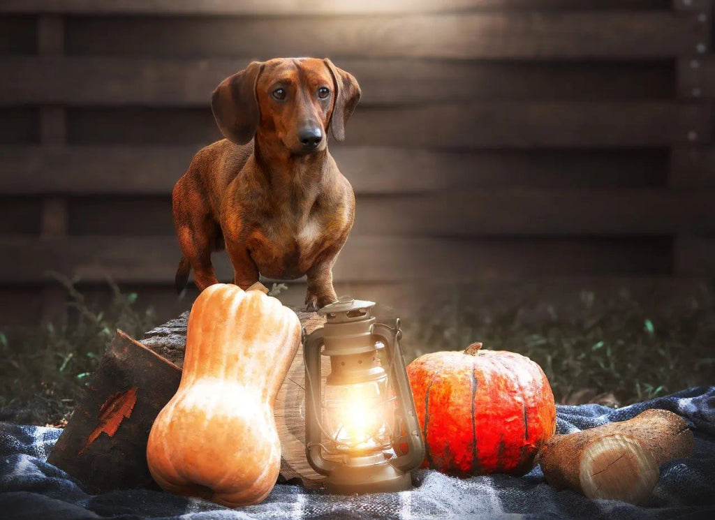 The Art of Crafting a Halloween-Inspired Pet Portrait