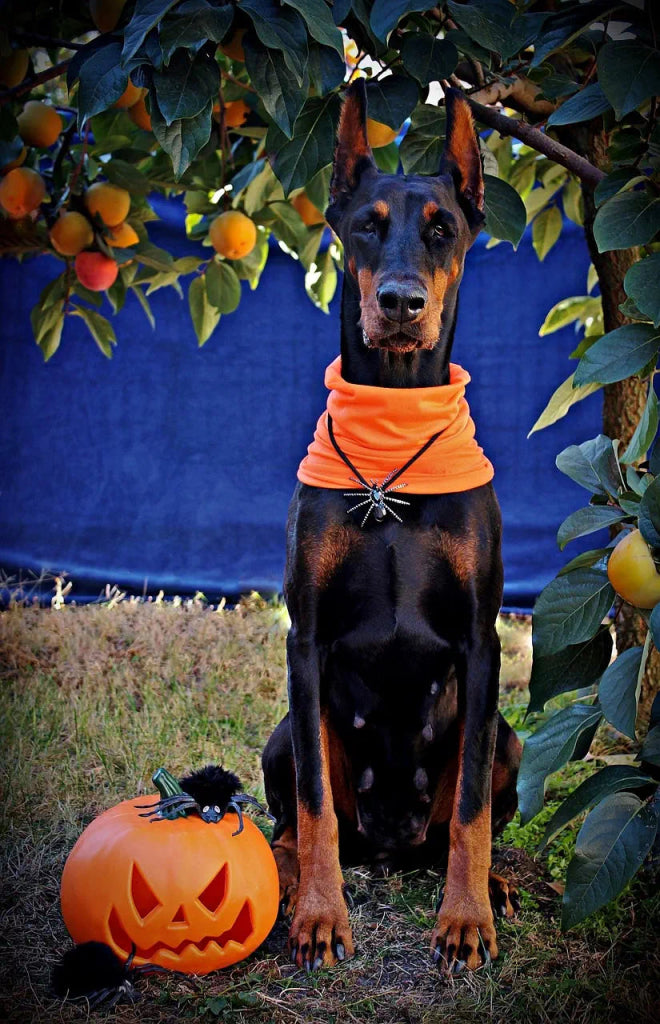 The Best Halloween Costume Ideas for Your Pet’s Portrait