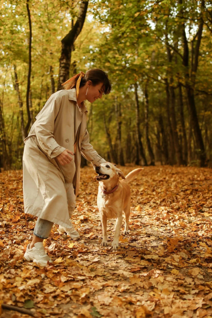 The Best Ways to Incorporate Fall Elements into Your Pet’s Portrait