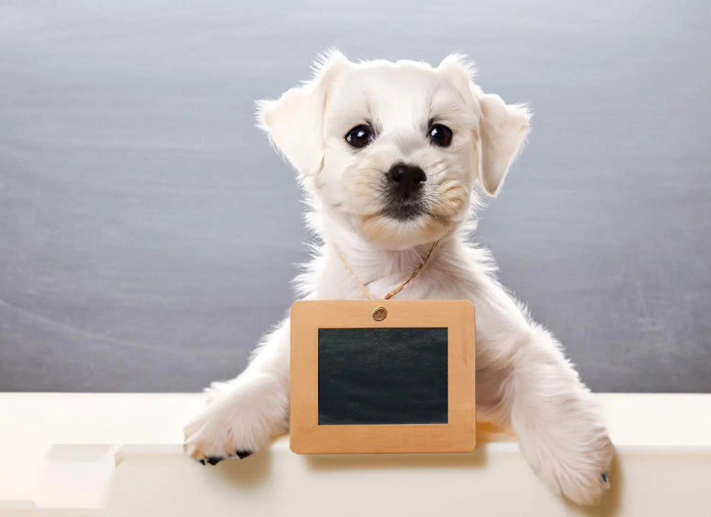 The Perfect Portrait Gift for National Dog Day