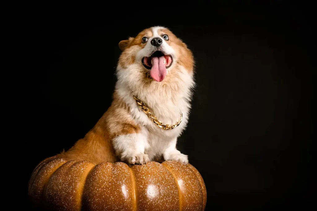 Halloween Pet Memorial Portrait: Gentle Autumn Remembrance Ideas
