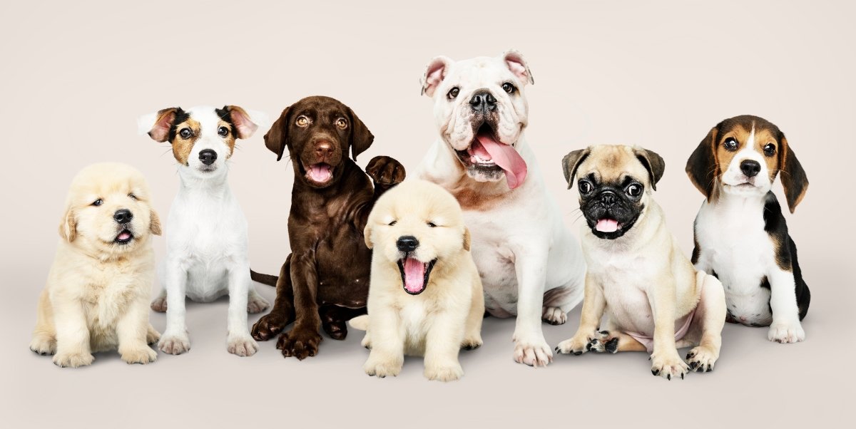 Tips For Family Pet Portraits