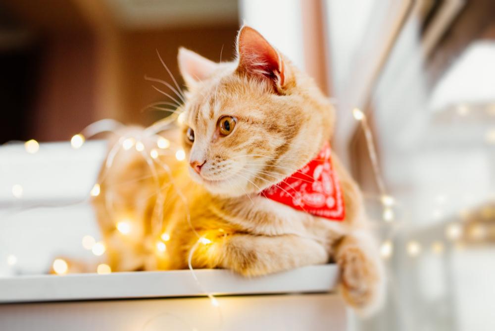 Christmas Gifts for Dog Lovers UK: 10 Personalised Ideas
