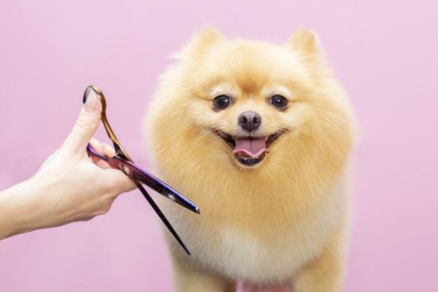 Top Tips for Grooming Your Dog at Home