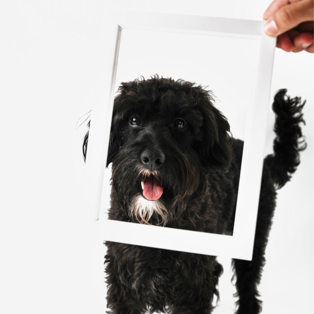 Unleash Your Pet's Inner Superstar: The Captivating World of Custom Pet Canvas Art