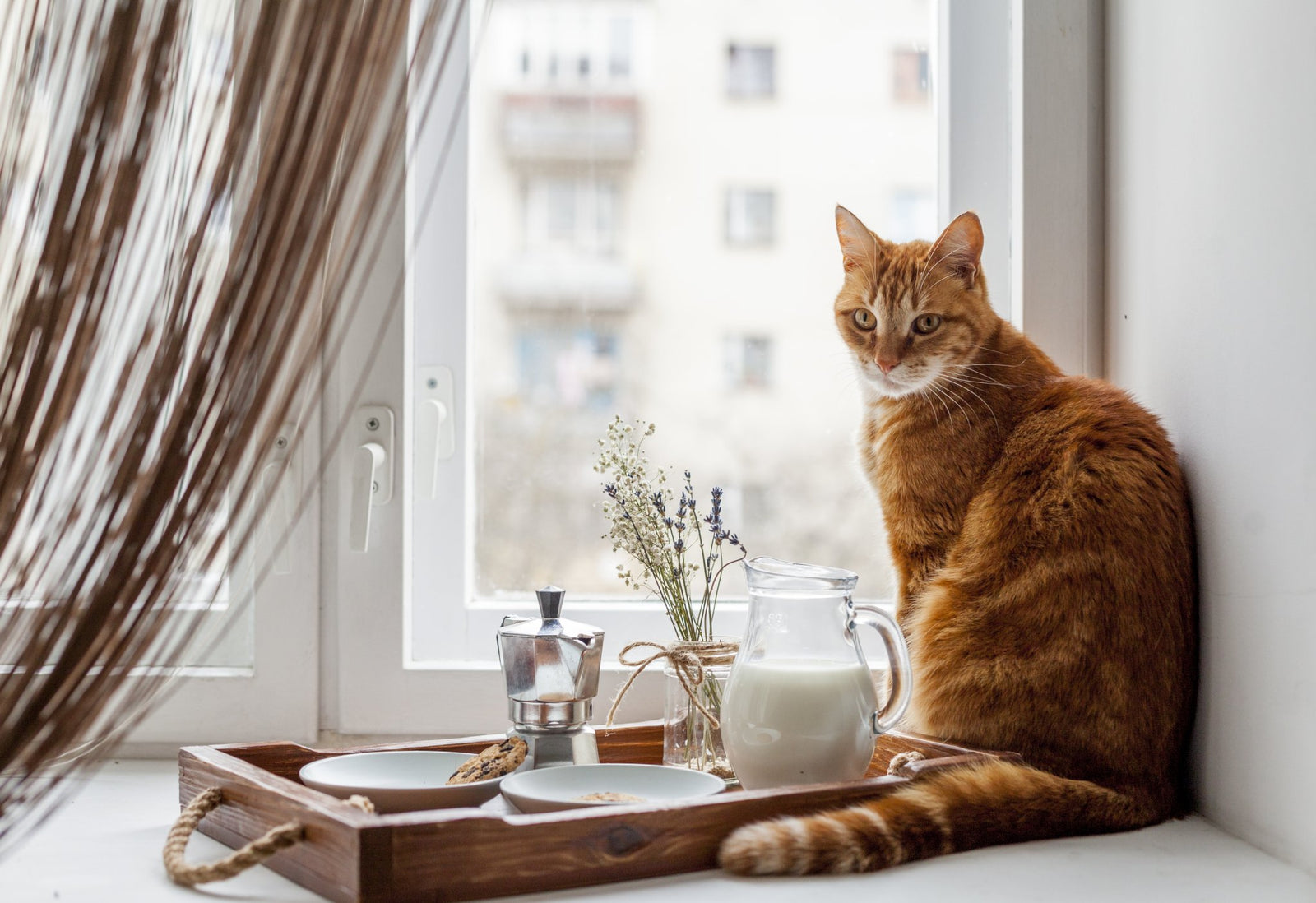 What's The Best Food For Cats?