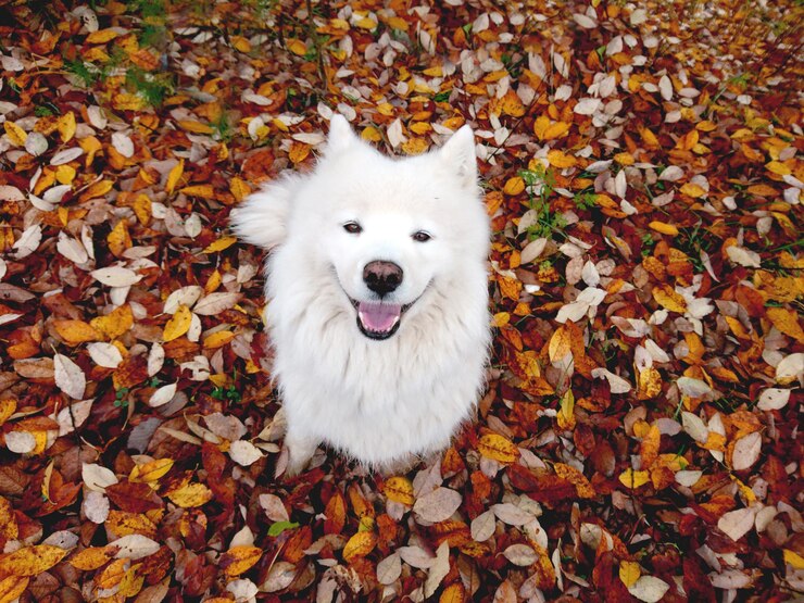 Fall Family Photos With Your Dog: 9 Tips for Better Pet Photos