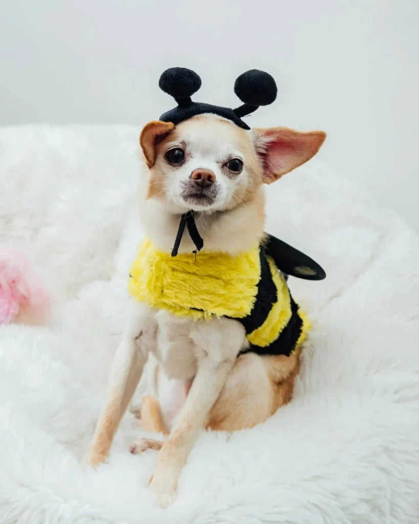 Halloween Pet Portrait Background Ideas: 7 Spooky Settings