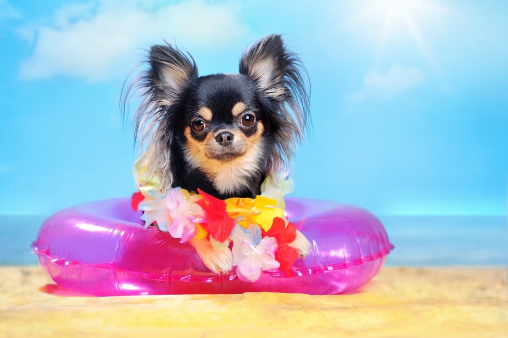 Why Pet portrait is the way to go