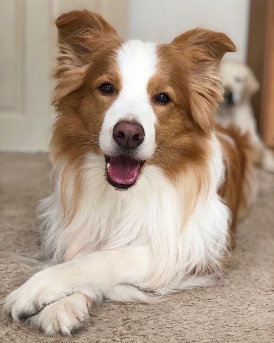 Is it me? The ultimate pet portrait!