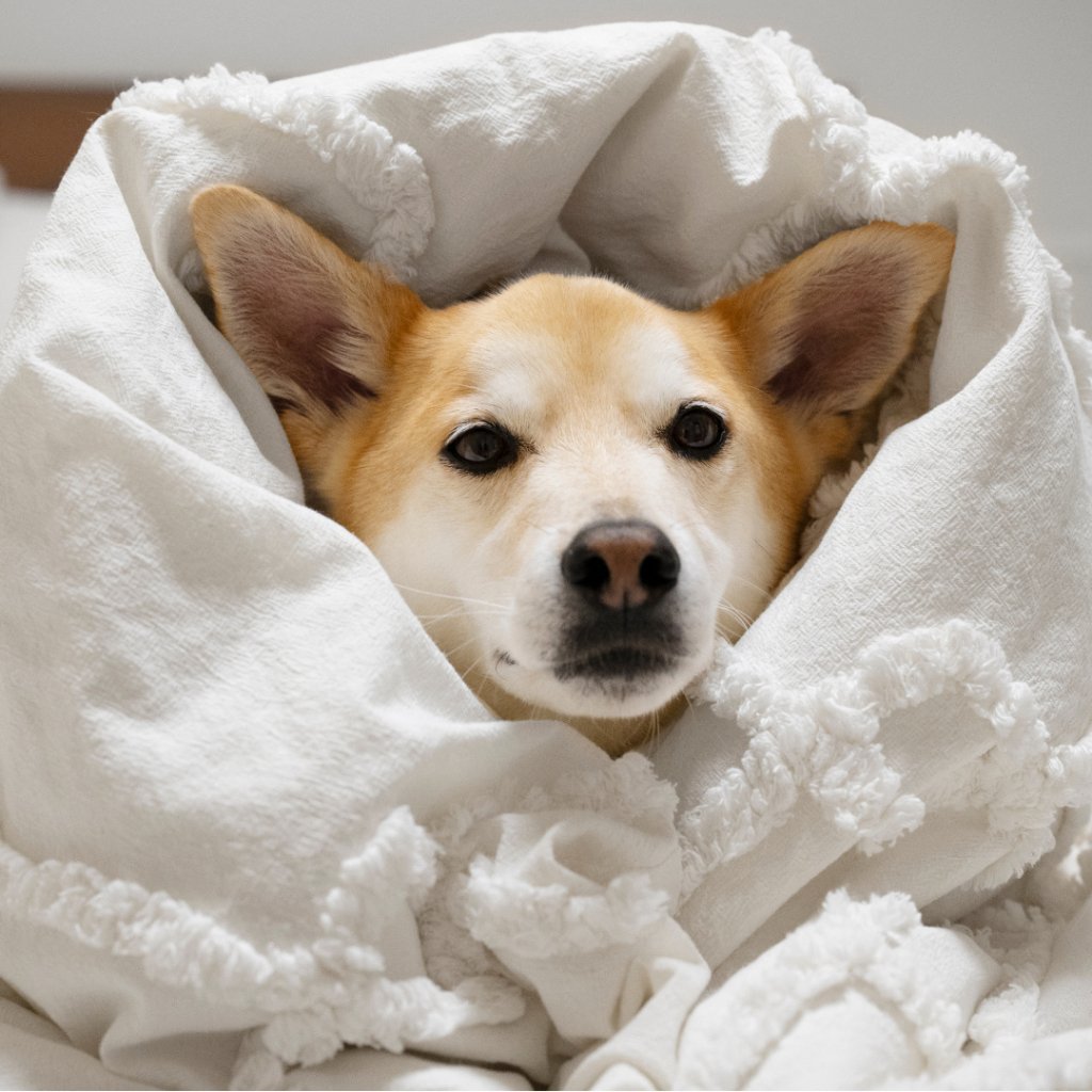 Wrap Yourself in Warmth: The Cozy Charm of Custom Pet Blankets