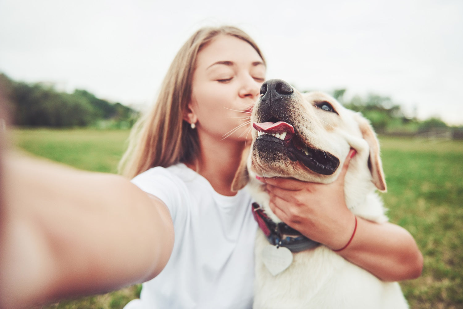 Labor Day Weekend Dog Photos: How to Choose One for a Custom Portrait