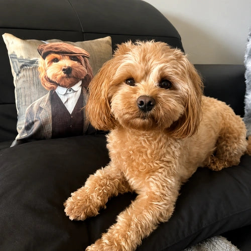 Pet Pillows