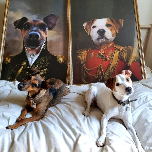 Pet Portraits