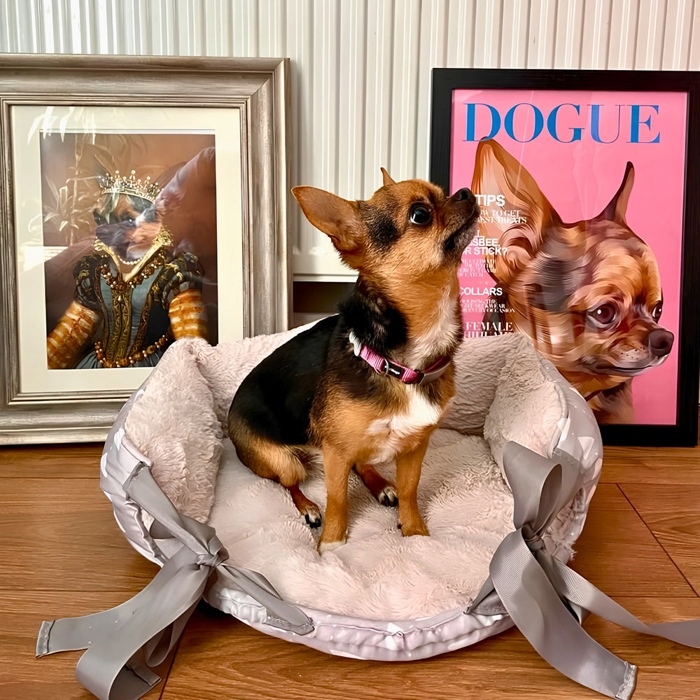 Small dog on a fluffy pet bed with framed pet portraits of dogs in the background