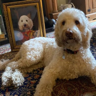 White dog lying on a patterned rug with a framed pet portrait of a dog in the background.