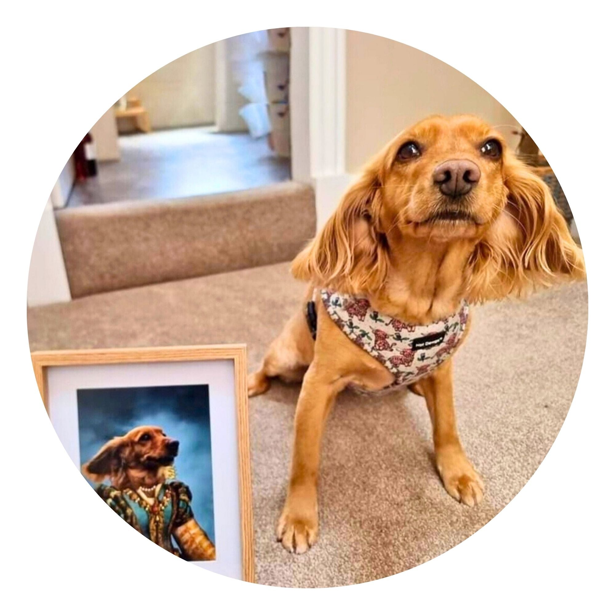 Pet portraits, dog portraits, paw & glory 