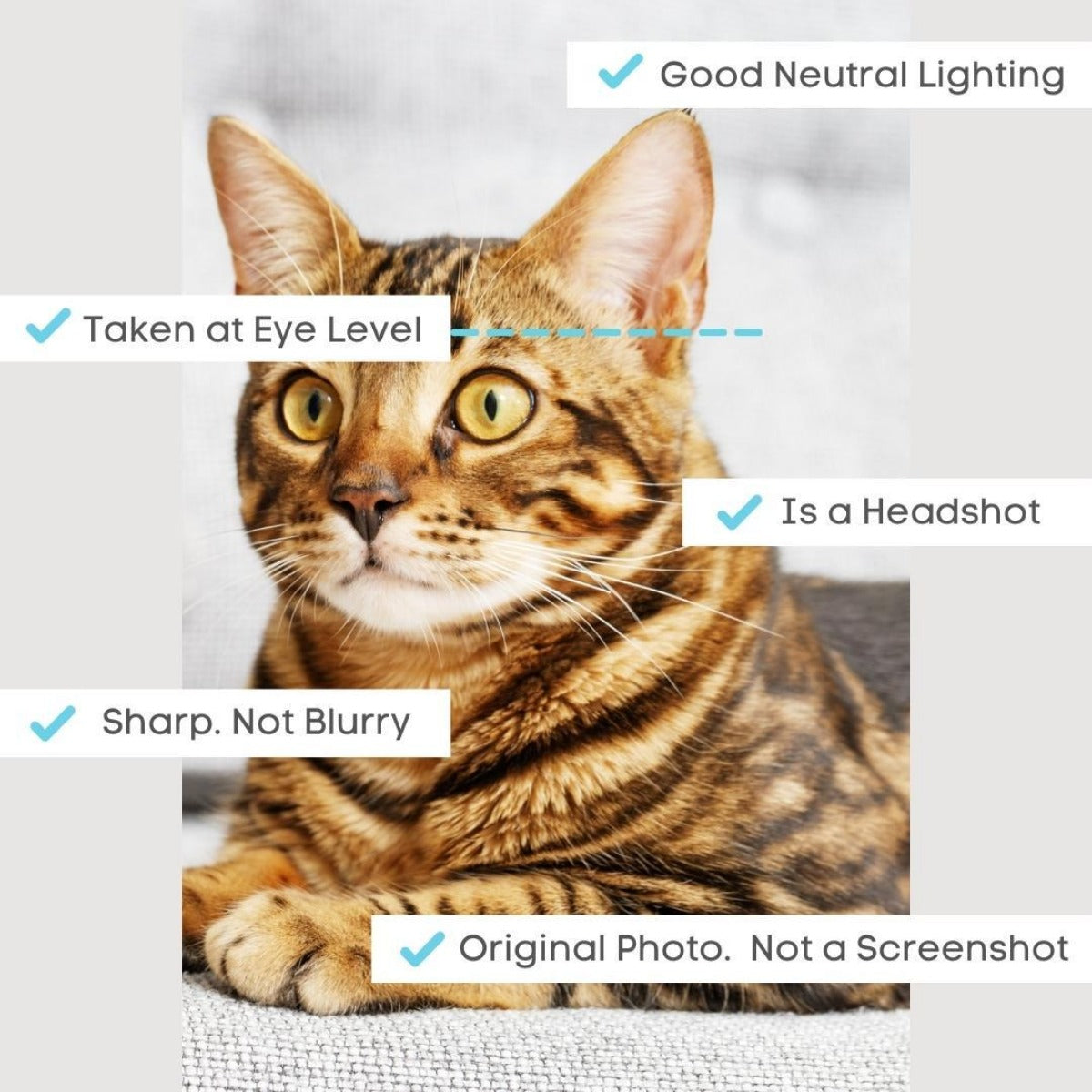 Change of Photo Request - Paw & Glory - Dog Portraits - Pet Portraits