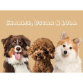 Modern: Custom Digital Download Three Pet Portrait  (Half Body)