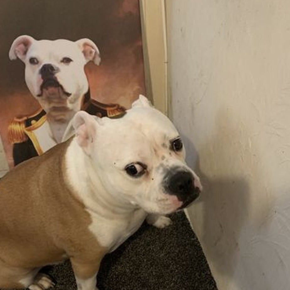 Pet Portraits | The Admiral: Custom Pet Canvas | Paw & Glory